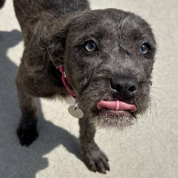 Diana -  Mixed Breed Dog for Adoption in Matteson, Illinois - Diana | PetCurious