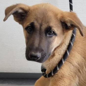 Sparkler -  Mixed Breed Dog for Adoption in Las Cruces, New Mexico - Sparkler | PetCurious