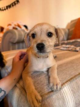 Beam -  Chihuahua and Schnauzer Dog for Adoption in Berlin, New Jersey - Beam | PetCurious