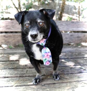 Rescue Chihuahua Dogs for Adoption in Guntersville, Alabama - Guido Vito | PetCurious