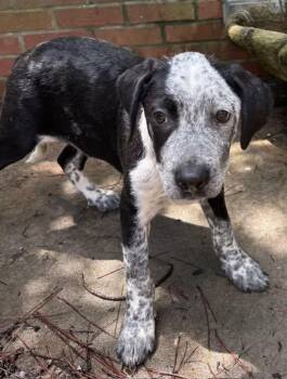 Australian Cattle Dog Blue Heeler and Labrador Retriever Dogs Available for Adoption in Watertown, Connecticut - Tab | PetCurious