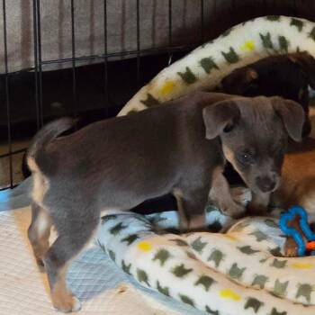 Chihuahua and Mixed Breed Dogs Available for Adoption - Mocha (Ridge Isaac) | PetCurious