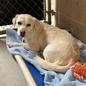 Labrador Retriever Dogs Available for Adoption in Ojai, California - Alice | PetCurious
