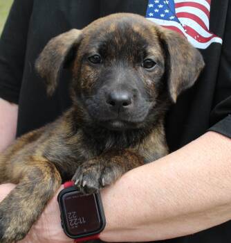 Labrador Retriever Dogs Available for Adoption in Prattville, Alabama - Xyla 43469 | PetCurious