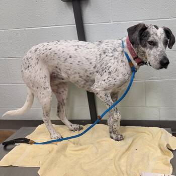 Izzy -  Retriever Dog for Adoption in Chattanooga, Tennessee - Izzy | PetCurious