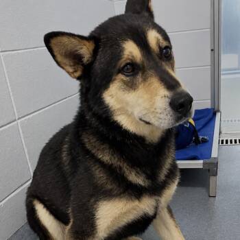 Koda -  Mixed Breed Dog for Adoption in Spruce Pine, North Carolina - Koda | PetCurious