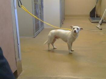 MATEO -  Chihuahua and Parson Russell Terrier Dog Available for Adoption in Sacramento, California - MATEO | PetCurious