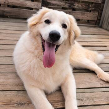 Skittles Candy -  Great Pyrenees Dog for Adoption in Roswell, Georgia - Skittles Candy | PetCurious