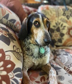 Lorelei -  Black And Tan Coonhound Dog for Adoption in Erin, Ontario - Lorelei | PetCurious
