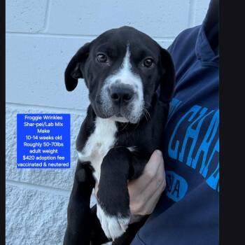 Shar Pei and Labrador Retriever Dogs Available for Adoption in Oviedo, Florida - Froggie Wrinkles | PetCurious