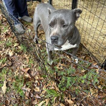 Rescue Pit Bull Terrier Dogs for Adoption in Burlington, New Jersey - Figgy | PetCurious