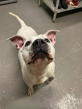 Snowballl -  Pit Bull Terrier and Mixed Breed Dog for Adoption in Dyersburg, Tennessee - Snowballl | PetCurious