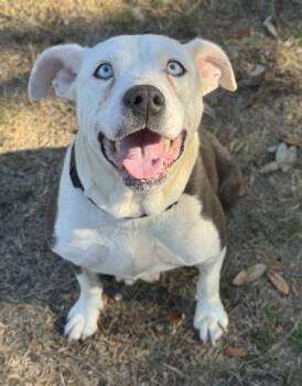 American Staffordshire Terrier and Mixed Breed Dogs Available for Adoption - Janice | PetCurious