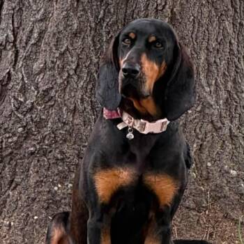 Amy the coonhound -  Treeing Walker Coonhound Dog for Adoption in Atlanta, Texas - Amy The Coonhound | PetCurious