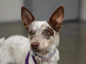 Peaches -  Australian Cattle Dog Blue Heeler and Terrier Dog for Adoption in Portland, Oregon - Peaches | PetCurious