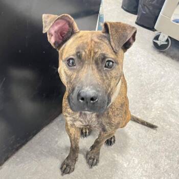 Daisy Dukes -  Mixed Breed Dog for Adoption in Philadelphia, Pennsylvania - Daisy Dukes | PetCurious