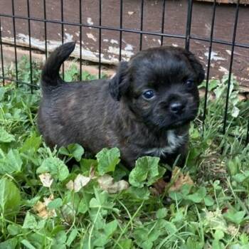 Pekingese and Mixed Breed Dogs Available for Adoption in Wilkesboro, North Carolina - Magnolia | PetCurious