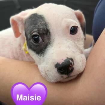 Maisie -  Pit Bull Terrier Dog for Adoption in Waggaman, Louisiana - Maisie | PetCurious