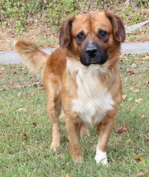 Rescue Shepherd Dogs for Adoption in Prattville, Alabama - Bear 42656 | PetCurious