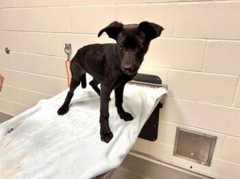 LIEBENSWÜRDIG -  Labrador Retriever and Mixed Breed Dog for Adoption in Auburn, California - LIEBENSWÜRDIG | PetCurious