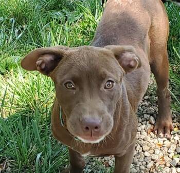 VANILLA -  Labrador Retriever and American Staffordshire Terrier Dog for Adoption in Aurora, Illinois - VANILLA | PetCurious