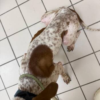 Seulgi -  Hound and Mixed Breed Dog for Adoption in Tuscaloosa, Alabama - Seulgi | PetCurious