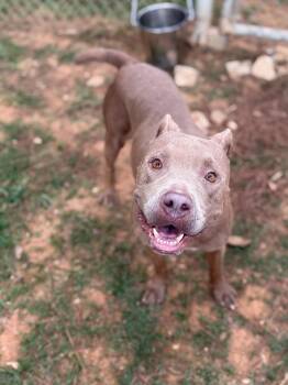 Brownie -  Mixed Breed Dog for Adoption - Brownie | PetCurious