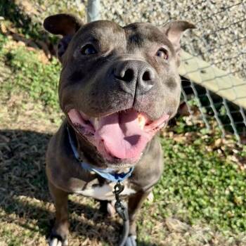 Chase -  Terrier and Mixed Breed Dog for Adoption in Mooresville, North Carolina - Chase | PetCurious
