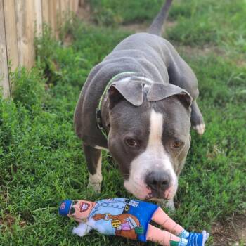 Chino -  English Bulldog and Terrier Dog for Adoption in West Des Moines, Iowa - Chino | PetCurious