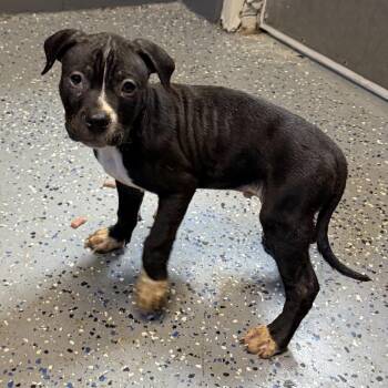 Itty -  Pit Bull Terrier and Mixed Breed Dog for Adoption in Tuscaloosa, Alabama - Itty | PetCurious