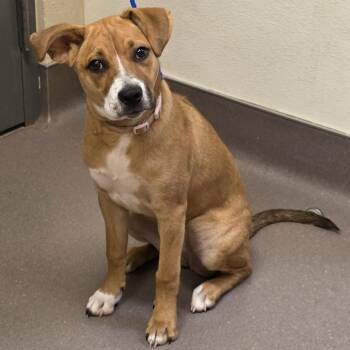 Piper -  Mixed Breed Dog for Adoption in Norman, Oklahoma - Piper | PetCurious