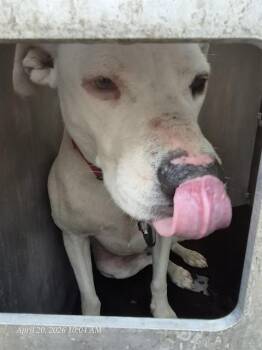 American Staffordshire Terrier Dogs Available for Adoption in San Antonio, Texas - ZERO | PetCurious