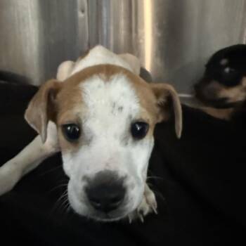 Yellow Labrador Retriever Dogs Available for Adoption - Crux | PetCurious