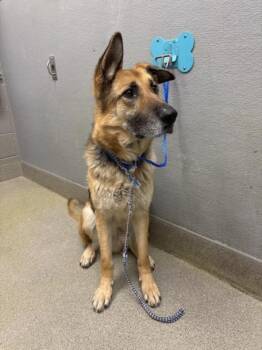 German Shepherd Dog Dogs Available for Adoption in Las Vegas, Nevada - ALPHA | PetCurious