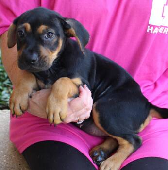Roxy 44150 -  Shepherd and Labrador Retriever Dog for Adoption in Prattville, Alabama - Roxy 44150 | PetCurious
