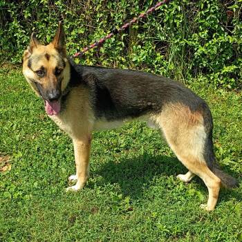 Dino -  German Shepherd Dog Dog for Adoption in Maynardville, Tennessee - Dino | PetCurious