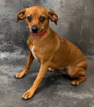 Rescue Chihuahua and Miniature Pinscher Dogs for Adoption in Dalton, Georgia - Piper | PetCurious