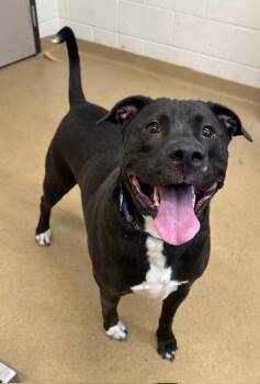 Pit Bull Terrier Dogs Available for Adoption - PHOENIX | PetCurious