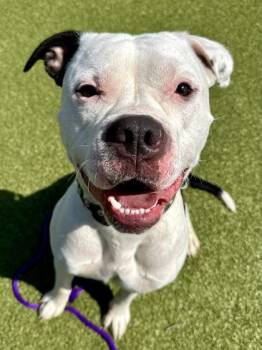 Jerome -  Mixed Breed Dog for Adoption in Wichita, Kansas - Jerome | PetCurious