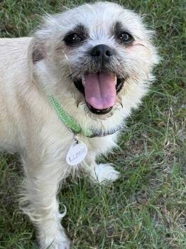 Lizzie Lonestar -  Pug and Maltese Dog for Adoption in Rockaway, New Jersey - Lizzie Lonestar | PetCurious