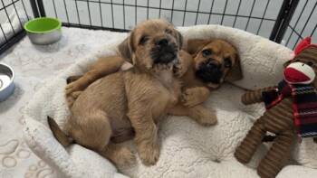 Roll -  Yorkshire Terrier and French Bulldog Dog for Adoption in Novato, California - Roll | PetCurious