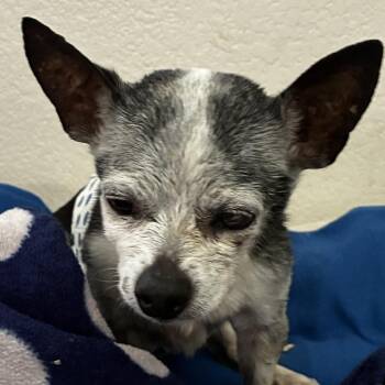 Arthur -  Chihuahua Dog for Adoption in Las Vegas, Nevada - Arthur | PetCurious