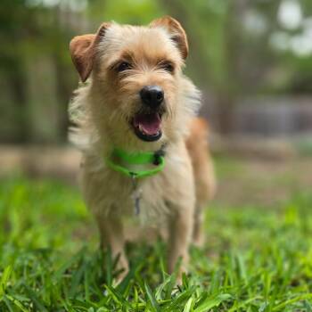 Cairn Terrier Dogs Available for Adoption in Boerne, Texas - Sia | PetCurious