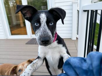 Pointer Dogs Available for Adoption in Holbrook, New York - TILLY | PetCurious