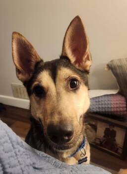 Scruffs -  German Shepherd Dog Dog for Adoption in Fort Pierce, Florida - Scruffs | PetCurious