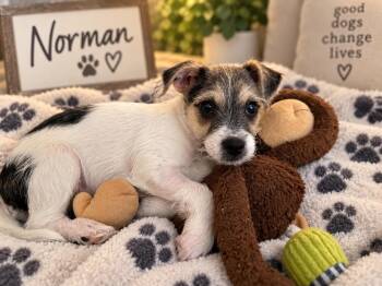 Norman -  Jack Russell Terrier and Mixed Breed Dog for Adoption in Homestead, Florida - Norman | PetCurious