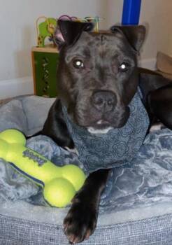 Draco -  Mixed Breed Dog for Adoption in Fairfax, Virginia - Draco | PetCurious