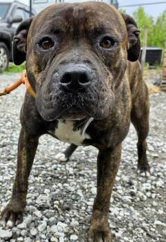 American Staffordshire Terrier Dogs Available for Adoption in Mckeesport, Pennsylvania - Milo | PetCurious