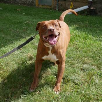 Thunder: Adopt or Forever Foster -  American Staffordshire Terrier Dog for Adoption in Rochester, New York - Thunder: Adopt Or Forever Foster | PetCurious