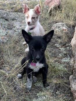 Clover -  Australian Shepherd and Mixed Breed Dog for Adoption in Fort Collins, Colorado - Clover | PetCurious